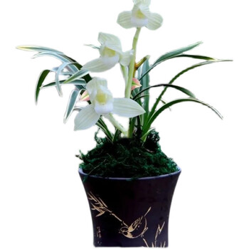 四季开花浓香型兰花苗金边矮种线艺当年开花名贵室内花卉盆栽瑞雪丰年