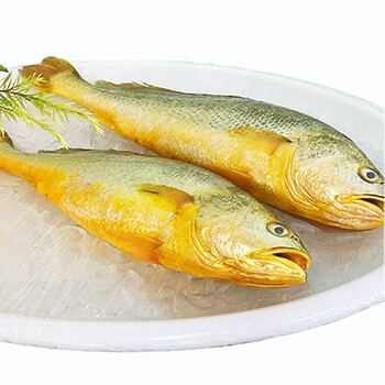4条4245斤威尔斯三都澳新鲜黄花鱼新鲜大黄花鱼大黄鱼新鲜黄花鱼黄鱼