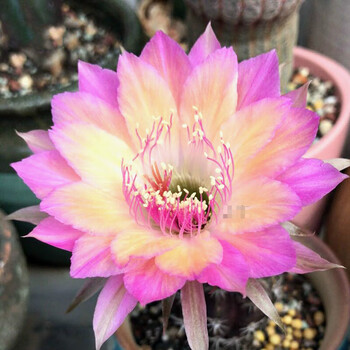 伊潋眸卡梵硕丽花极光仙人球 丽花属 彩草席克氏 开花株多肉盆栽 极光