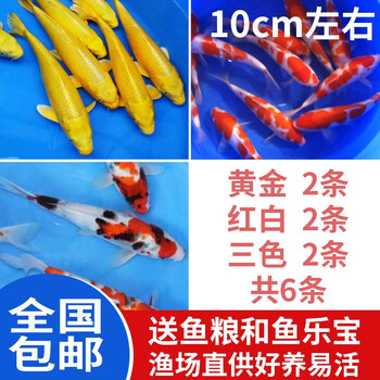 华狄锦鲤鱼活体观赏鱼鱼苗淡水冷水鱼黄金红白锦鲤活鱼风水鱼10cm左右 黄金2条 红白2条 三色2条 图片价格品牌报价 京东