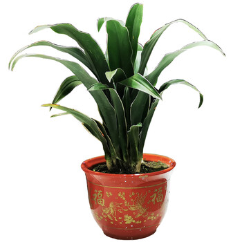 金边万年青6株装 带盆栽好