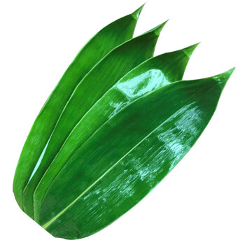 的粽子叶一般是苇叶,用在包粽子上就被称为粽叶广州人包粽子多用箬叶