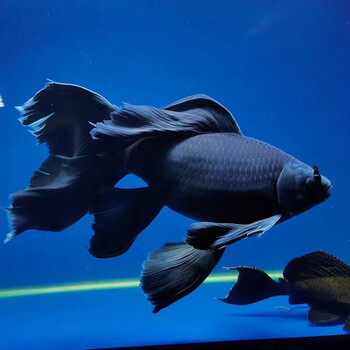 族萃黑慧星蝴蝶鲤黑金锦鲤风水鱼黑色活鱼冷水易活纯种长短尾2326公分