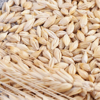 带壳大麦粒1斤5斤新货大麦茶原料做麦芽糖榨汁可酿酒带壳大麦1斤