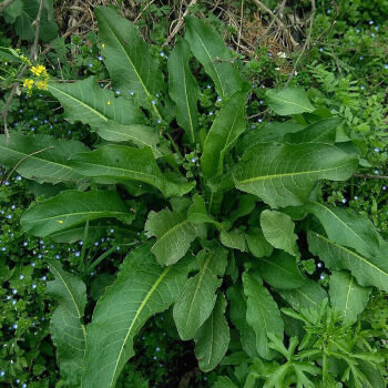 野菠菜药用价值图片