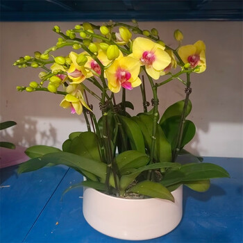 蝴蝶兰花卉盆栽带花苞大花苗室内客厅植物四季好养开花绿植带花盆