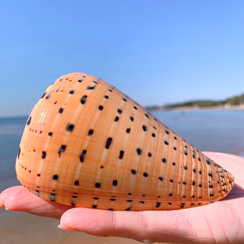 黄玉米螺天然贝壳海螺玉米芋螺鱼缸造景水族装饰地中海风格摆件黄玉米