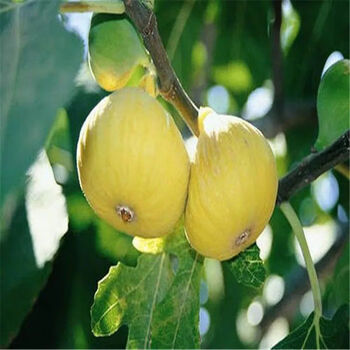 无花果4#黄皮 500粒【图片 价格 品牌 报价】-京东