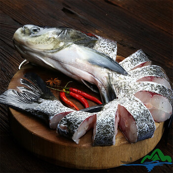 海億千岛湖胖头鱼千岛湖活鱼大鱼头包头鱼活体大头鱼花鲢鳙鱼鲜活水产