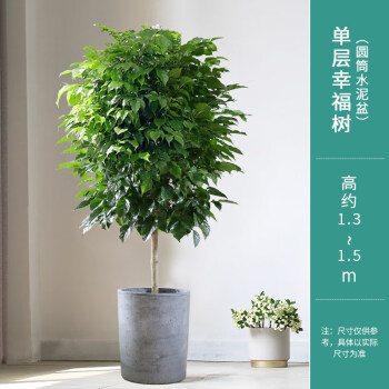 盆栽綠植大型植物客廳室內北歐大植物綠寶好養辦公室花卉真單層幸福樹