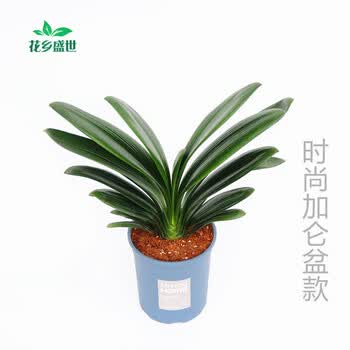 君子兰盆栽精品宽叶圆头和尚彩兰苗五年大苗当年开花卉绿植国兰12到13片叶 蓝色时尚加仑盆含盆 图片价格品牌报价 京东