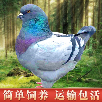 oimg纯种元宝鸽子活公母一对观赏鸽钟鸽公斤鸽肉鸽一
