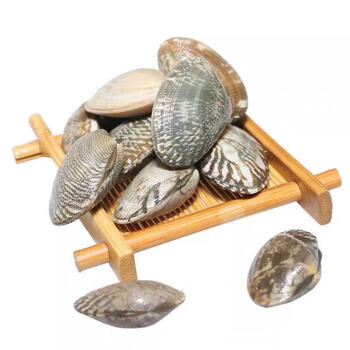 花甲鲜活无沙大花甲鲜活水产海鲜产品杂色蛤花蚬子蛤蜊贝类 昌盛隆 10