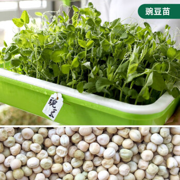 大禹芽苗菜种子豆苗水培蔬菜豌豆苗豌豆苗种子500g 图片价格品牌报价 京东