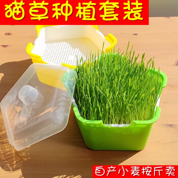 秋颖猫草种子猫零食小麦种植套装水培无土栽培去吐毛球大麦种籽带壳大麦1斤 图片价格品牌报价 京东