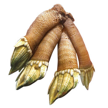 悦芳华旗舰店舟山新鲜特大佛手螺贝类海鲜水产狗爪螺龟脚鸡爪螺藤壶