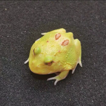 皮卡丘角蛙(3到5厘米) 角蛙 蛙粮50克