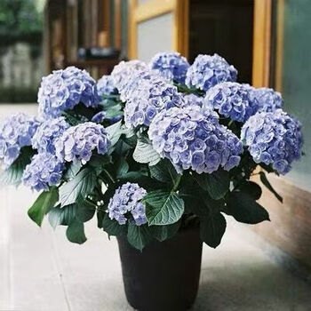 绣球花苗盆栽花卉植物室内好养的花四季开花不断大花易23你我的永恒不