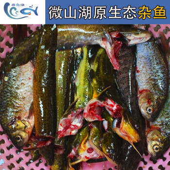 真魚快微山湖淡水小雜魚活魚現殺鮮活鯽魚昂刺黑魚鯰魚泥鰍野生雜魚2