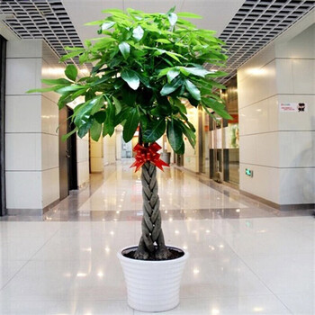 香葶苑金钱树发财树绿萝万年青清香木孔雀竹芋鸭脚木孔雀竹芋橡皮树绿巨人白兰米兰大型植物办公室盆栽辫子发财树 40 50厘米 含盆 图片价格品牌报价 京东 香葶苑金钱树发财树绿萝万年青清香木孔雀竹芋鸭脚木孔雀竹芋橡皮树绿巨人白兰米兰大型植物办公室盆栽辫子发财树 40 50厘米 含盆 图片价格品牌报价 京东