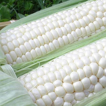 龙辰语简装水果玉米种子黑彩白甜糯玉米籽草莓玉米种籽春季农家四季