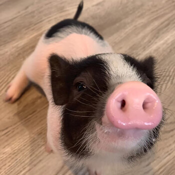 鹿奈小型可爱网红泰国迷你小香猪幼体长不大活体宠物猪好养幼崽宠物猪