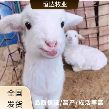 宠物羊活物羊 侏儒羊观赏羊 小羊羔活羊小羊崽羊仔山羊养殖资料【图片 价格 品牌 报价】-京东