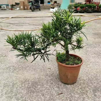 造型盆景老桩罗汉舌米叶罗汉松盆景大小苗罗汉松悬崖造型含盆