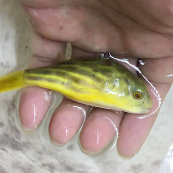 斑马狗头鱼皇冠毛毛狗头鱼木瓜狗头鱼凶猛热带淡水观赏鱼斑马狗头23