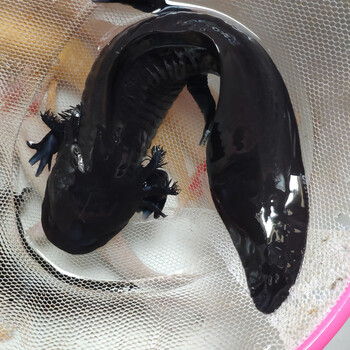 蝾螈鱼活体活物六角恐龙鱼黄金龙淡水蝾螈水族冷水淡水爬行宠物鱼家养