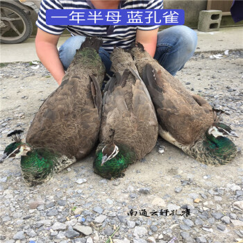 觀賞寵物鳥 包活 量大 活物開屏公母小苗樸彩(pucai) 一歲半藍孔雀(母