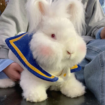 巨型安哥拉兔巨兔兔幼年成年兔长毛兔子活物大型兔子【图片 价格 品牌