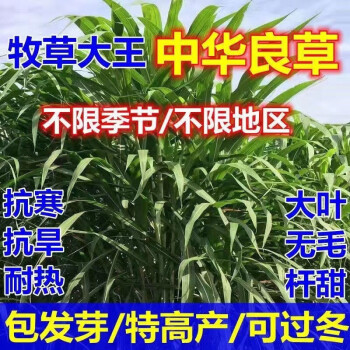 萌蕴(mengyun)中华粮草耐寒高产中华牧草种节喂牛喂羊喂鸡喂鱼喂兔喂