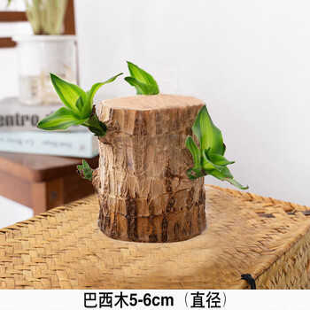 巴西木树人格鲁特办公桌茶几桌面植物趣味绿植木桩水培植物 粗5-6cm