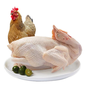 皓谦土鸡老母鸡农家散养三年正宗走地鸡新鲜黄油孕妇煲汤生鲜鸡肉 1只