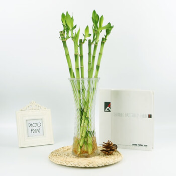 富贵竹水培花瓶水竹转运竹室内盆栽绿色植物水生办公桌绿植水养花除甲醛净化空气阳台卧室客厅发财竹子苗带根 开运竹50厘米高(8棵) 花瓶单拍哦 ...
