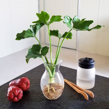 水培文竹室内绿植花卉盆栽水培植物四季常青好养客厅水养盆景蔓丽蓉20