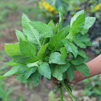 山坡野菜余鼓菜新鲜采摘鱼骨菜苋菜500g蒸包子食材包饺子巨好吃