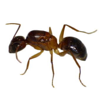 宠物拟光腹弓背蚁camponotus Pseudoirritans宠物工坊蚂蚁1后50工 图片价格品牌报价 京东