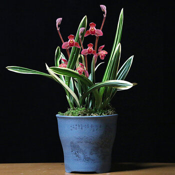 兰花盆栽小型办公桌茶几绿植物金边墨兰东方红神荷老种红神荷56苗培育