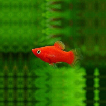 中通宠物生活专营店