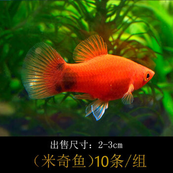 观赏鱼小型淡水好养小鱼活冷水斗鱼纯种孔雀斑马红绿灯科鱼苗 翠绿色