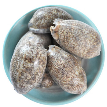 药声录(yaoshenglu) 紫贝齿 紫贝 文贝 紫贝子 南蛇牙齿中药材 250克