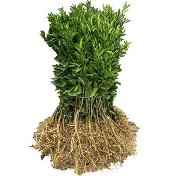 新会柑大红柑茶枝柑种苗树苗嫁接苗陈皮柑树苗原枝柑嫁接购5099棵单棵