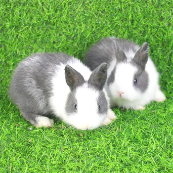 【】兔子活物侏儒兔宠物兔活体长不大小型茶杯兔荷兰