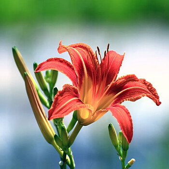 院子里种的花西伯利亚鸢尾花苗挺水植物池塘马兰水生美人蕉莺尾大花萱草蝴蝶兰大花萱草红花棵不含盆 图片价格品牌报价 京东 院子里种的花西伯利亚鸢尾花苗挺水植物池塘马兰水生美人蕉莺尾大花萱草蝴蝶兰大花萱草红花棵不含盆 图片价格品牌报价 京东