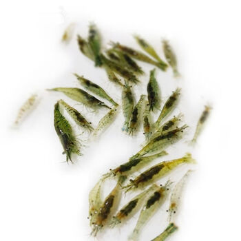 真果沁 草缸除藻虾黑壳虾活体鱼缸杂质清洁淡水观赏虾水族箱水草缸