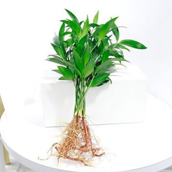水培新宠竹柏驱蚊水养水培植物室内客厅绿植花卉盆栽四季常青 棵竹 图片价格品牌报价 京东