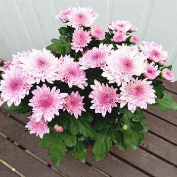 千头菊菊花苗秋菊好看花卉开花不断花卉盆栽带花好养 荷兰菊草莓心 含