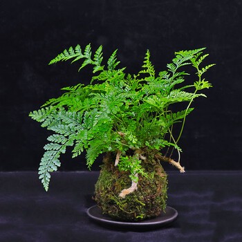 狼尾蕨蕨类绿植盆栽盆景好养室内书房办公室净化空气中式禅意摆件 多